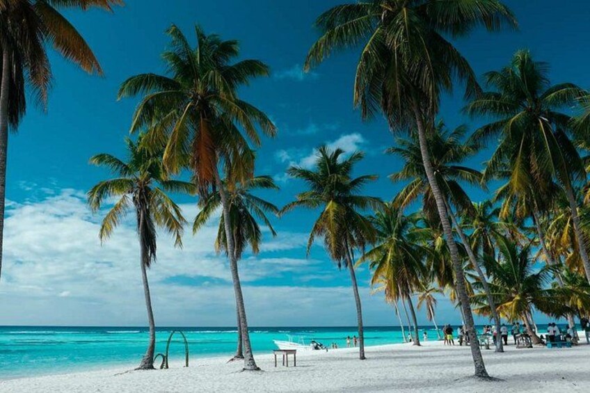 A beach with palm trees and a clear blue sky. 3