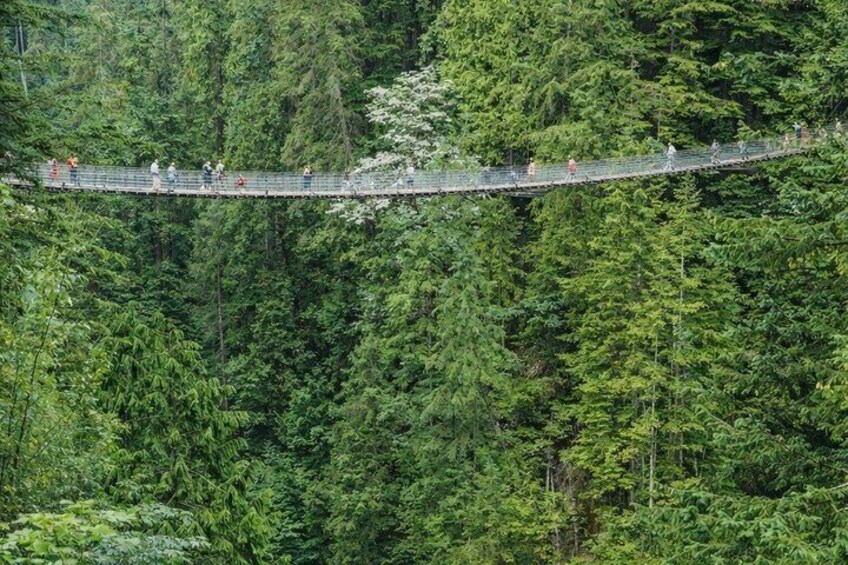 Un ponte sospeso sopra una fitta foresta. 4