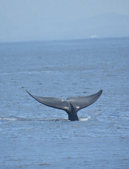 A whale's tail fin above water. 4