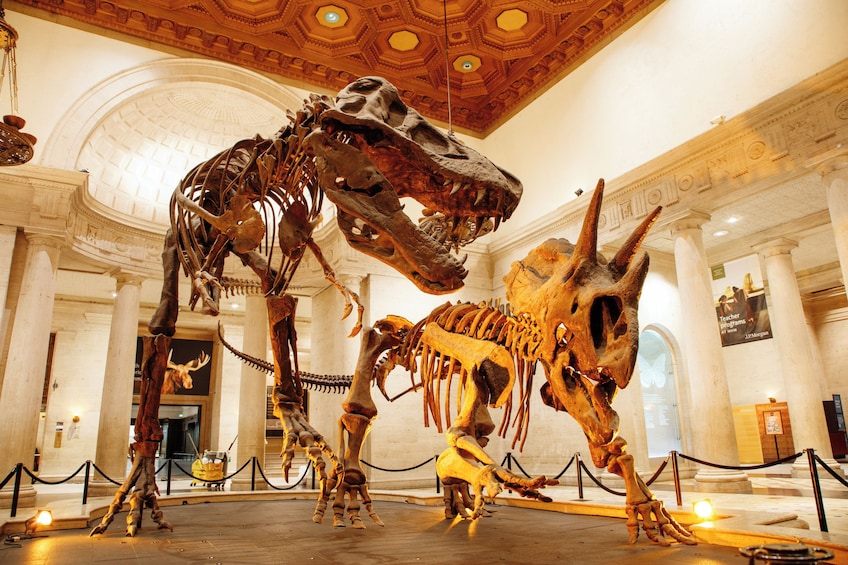 Een dinosaurus skelet tentoonstelling in een museum, met een hoge plafond en klassieke architectuur. 5