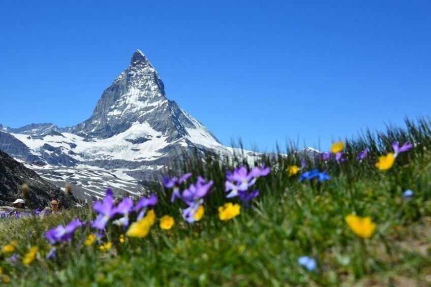 Un pico montañoso nevado, rodeado de flores silvestres. 1