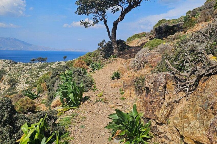 A rocky hillside with a dirt path, green plants, and a tree. 5
