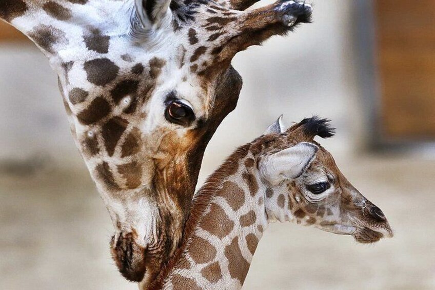A giraffe with a baby giraffe. 3