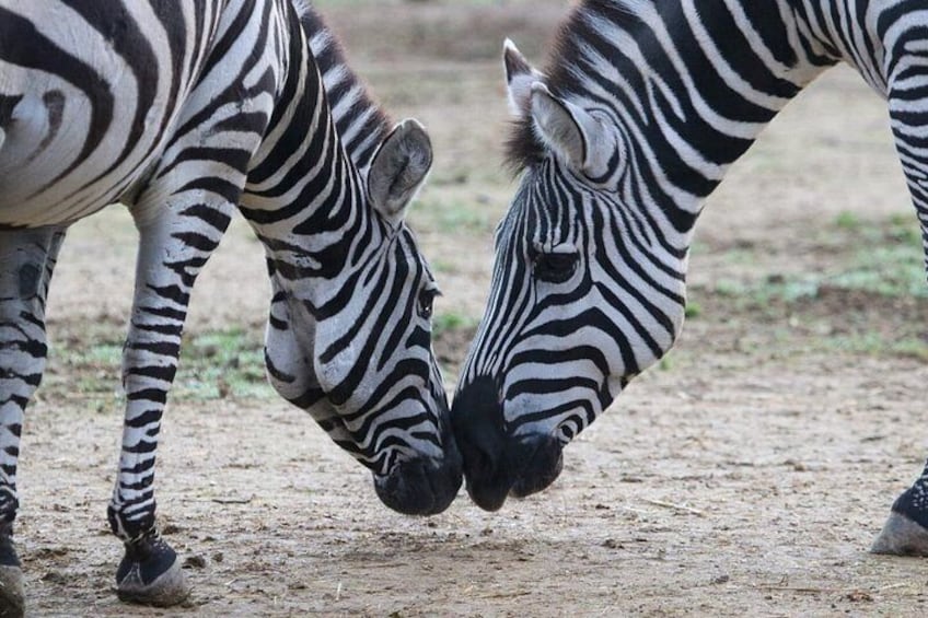 Two zebras grazing on the ground. 4