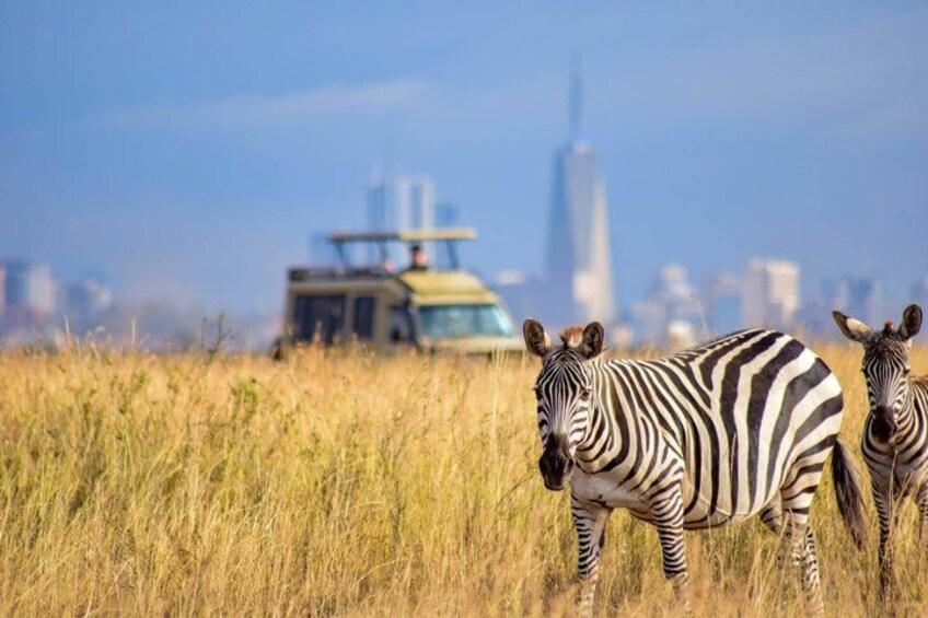 Zebras in a field with a cityscape in the background. 2
