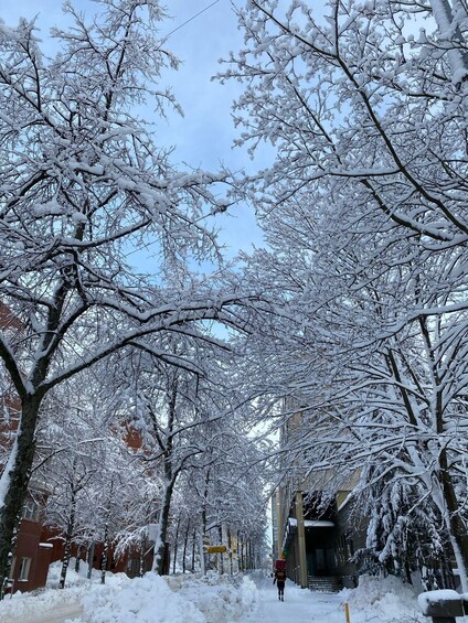 A snow-covered street lined with trees and buildings. 5