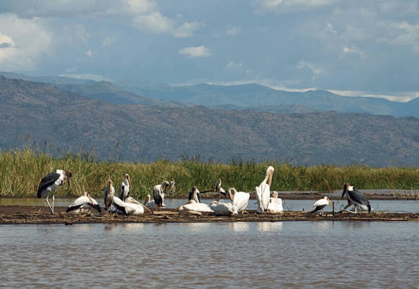 A group of birds on a water body with a mountainous landscape in the background. 4