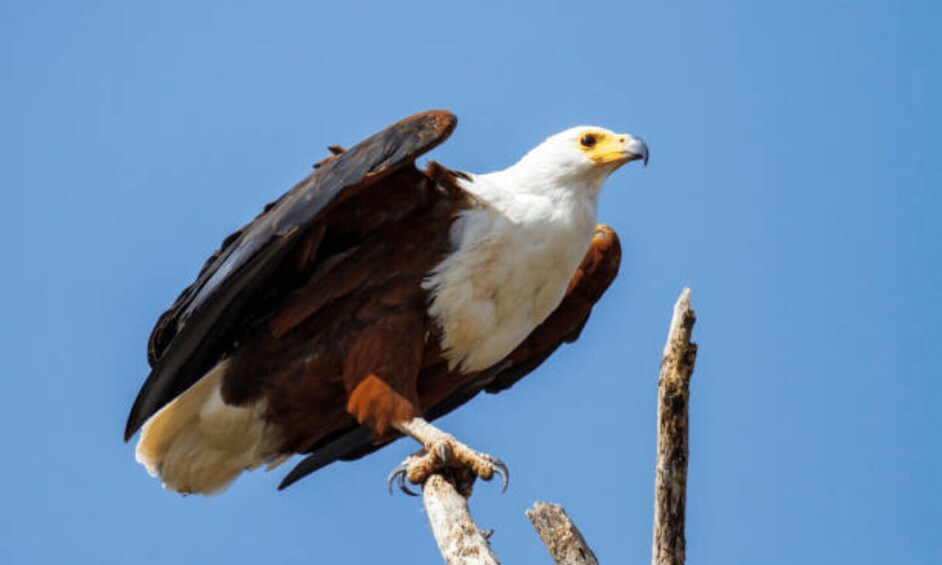 An eagle perched on a branch. 5