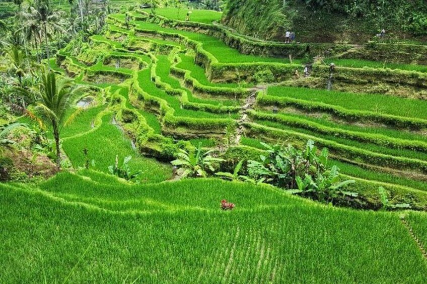 Terraced rice fields with winding paths and lush greenery. 2
