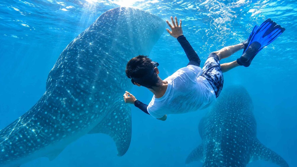 A person snorkeling with large whale sharks in clear blue water. 1