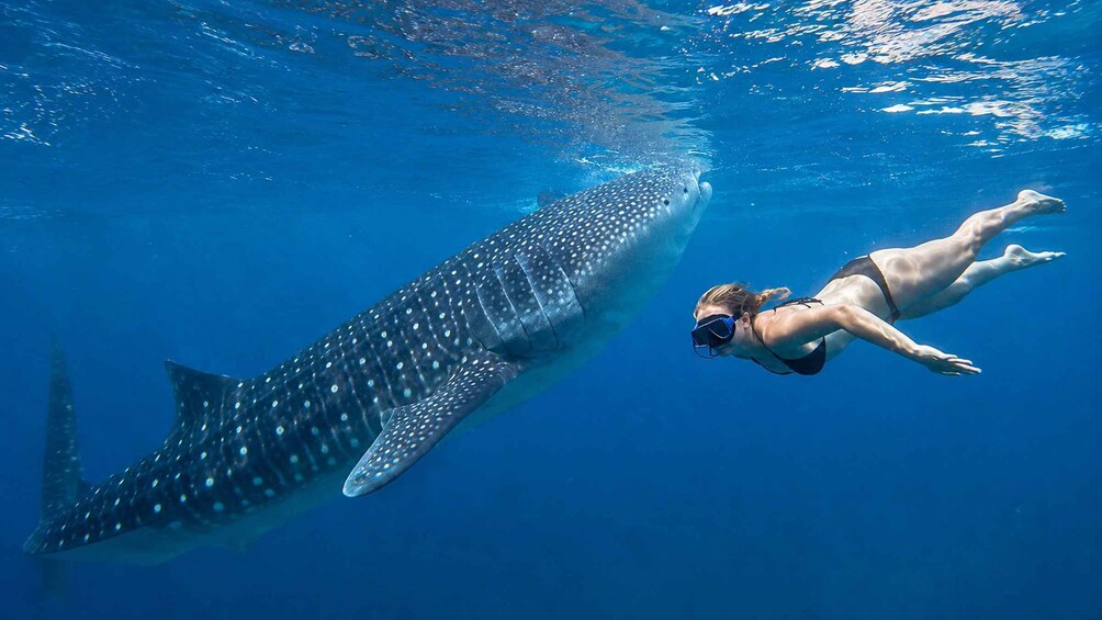 A person snorkeling with a whale shark in clear blue water. 5