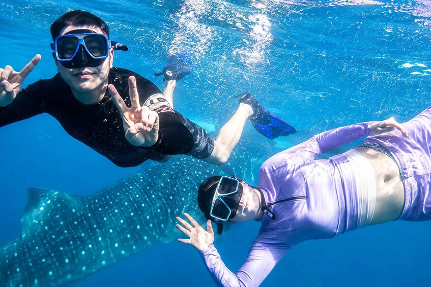 Three people snorkeling underwater with a whale shark visible in the background. 2