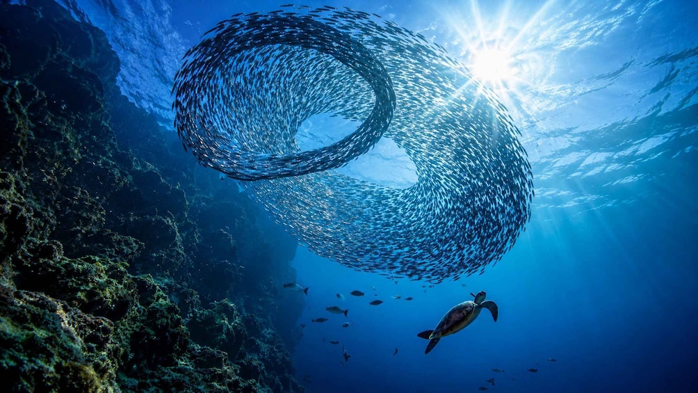 A large school of fish swimming in a circular pattern, a turtle, and a coral reef. 3