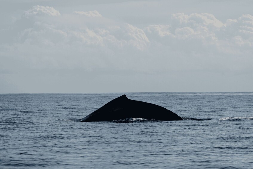 A whale's dorsal fin above calm ocean waters with a cloudy sky in the background. 2