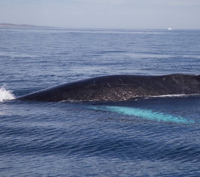 A whale breaching the ocean surface. 3