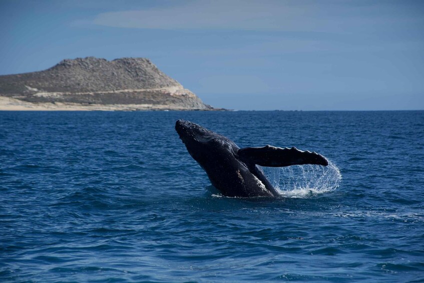 A whale breaching with a rocky island in the background. 1