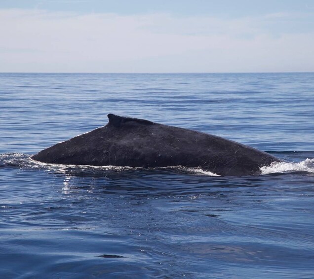 A large whale breaching the ocean surface. 5
