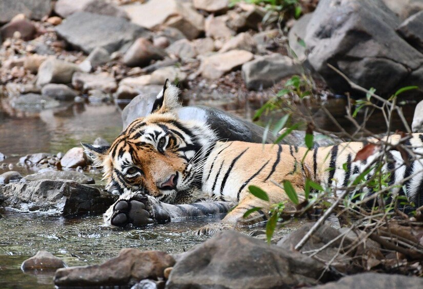 A tiger resting by a stream with rocks and vegetation around. 4