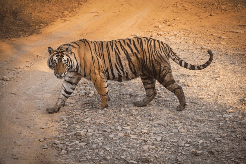 A tiger walking on a dirt path. 3