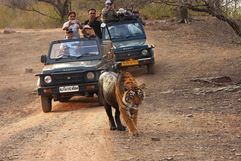 A tiger walking on a dirt road with vehicles and people behind it. 1