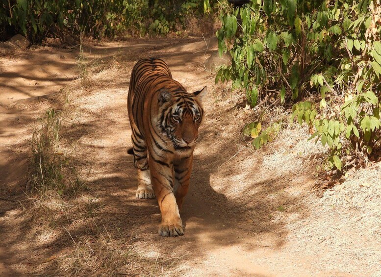 A tiger walking on a dirt path surrounded by greenery. 5