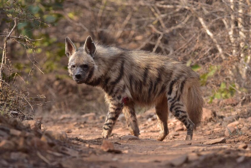 A hyena walking on a dirt path surrounded by dry vegetation and sparse trees. 2