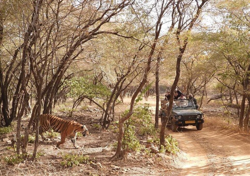 A tiger walking on a dirt path in a wooded area with a vehicle in the background. 5