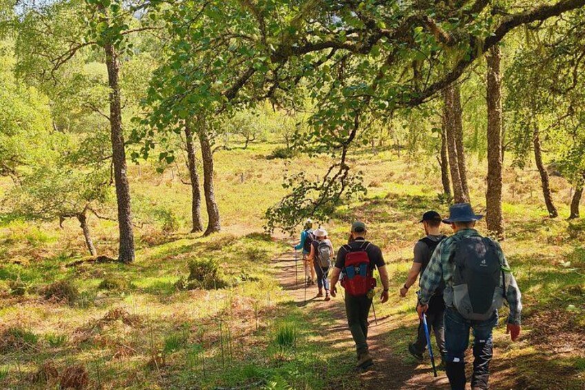 A group of people hiking on a forest trail surrounded by trees and grass. 3