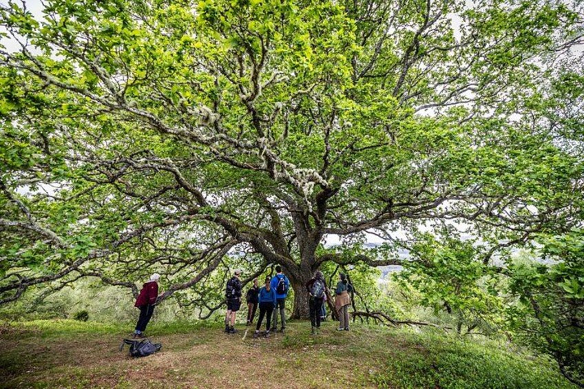 A group of people standing under a large tree in a grassy area. 2