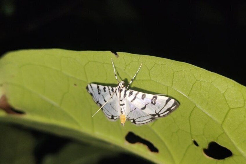 Een vlinder op een groen blad met gaten. 2