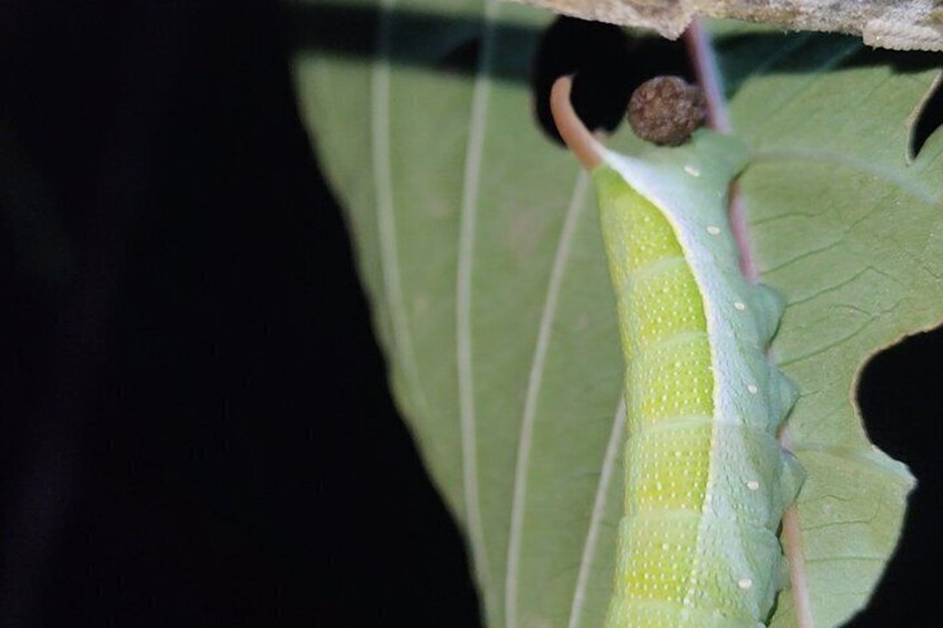 Een rups op een blad. 4