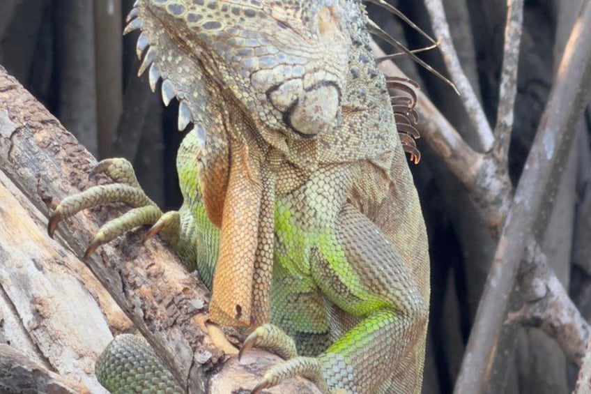 A green iguana with a rough texture on its skin, resting on a branch. 3