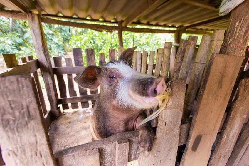 Chiang Dao Cave and Hill Tribe Tour from Chiang Mai with Lunch 4