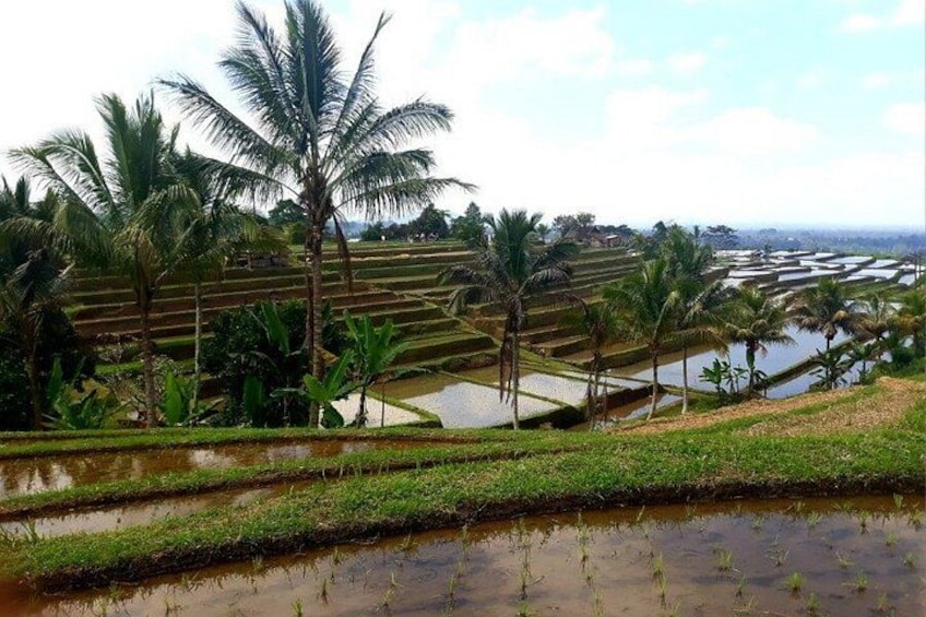Bali Ultimate Tour Ulun Danu Jatiluwih UNESCO with Sunset 4