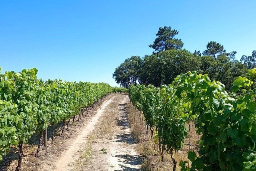 Bairrada Experience Full day with a local Sommelier 5