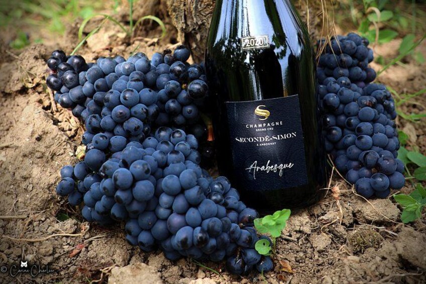 Champagne Discovery Moet Chandon and Family Estate Seconde-Simon 5