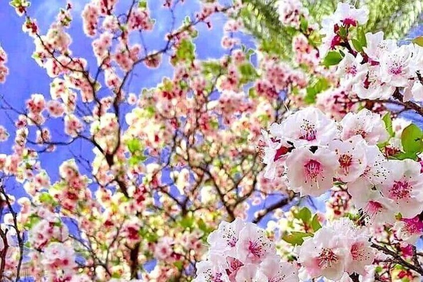 Kersenbloesems in volle bloei tegen een helderblauwe lucht. 5