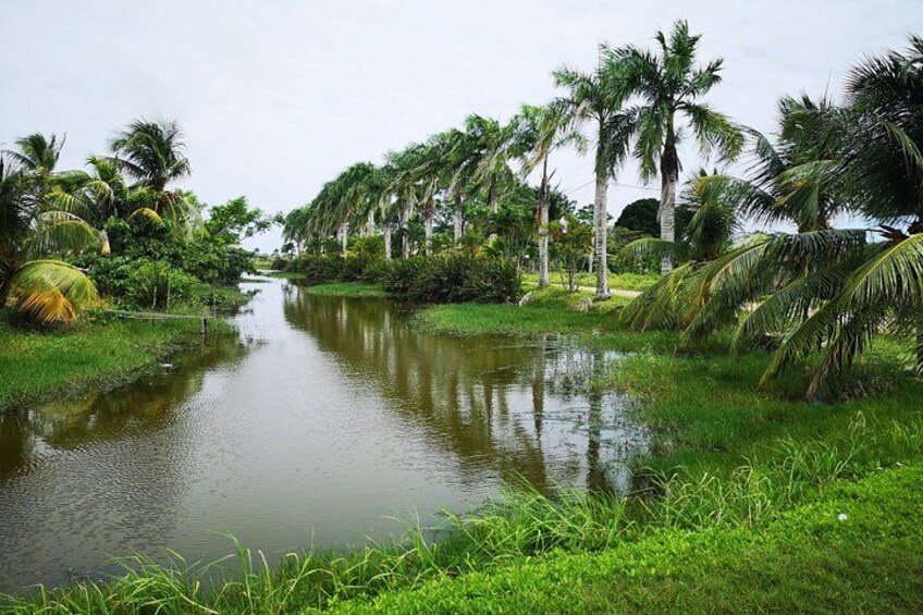 A calm river with lush greenery and palm trees. 5
