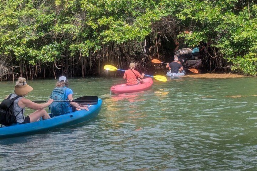 People kayaking on a calm river surrounded by mangrove trees. 1