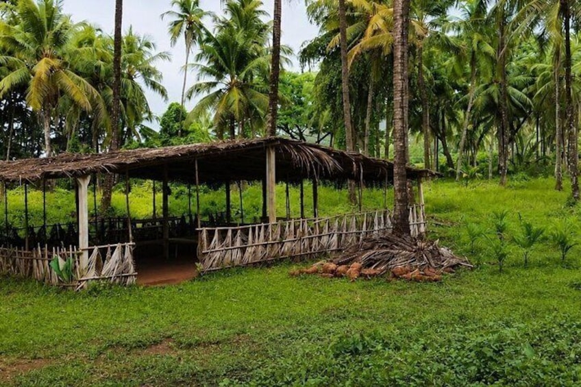 Immersive Coconut Experience by Mulgao Verde 2