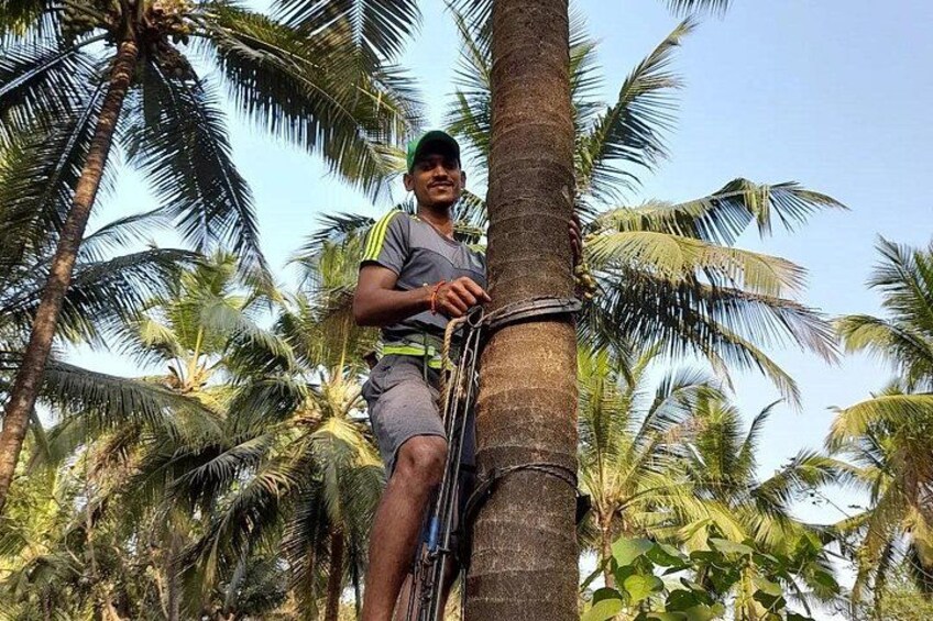 Immersive Coconut Experience by Mulgao Verde 1