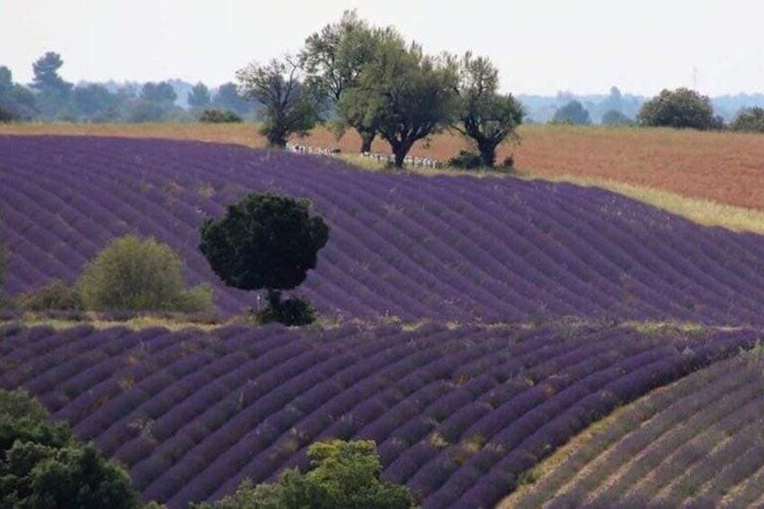 Des champs de lavande avec des rangées de fleurs violettes et quelques arbres. 2