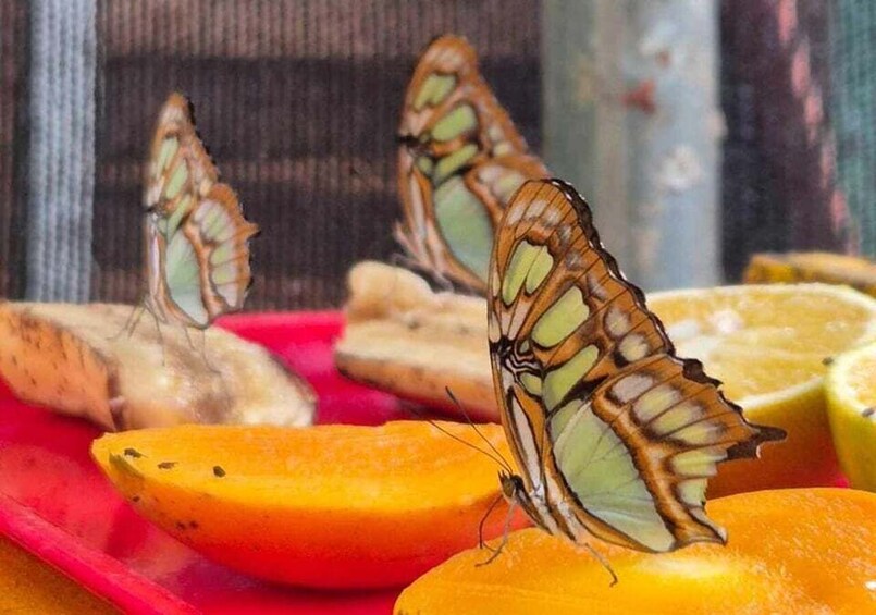 Picture 4 for Activity Mariposario Sierra Nevada Entry Ticket 2