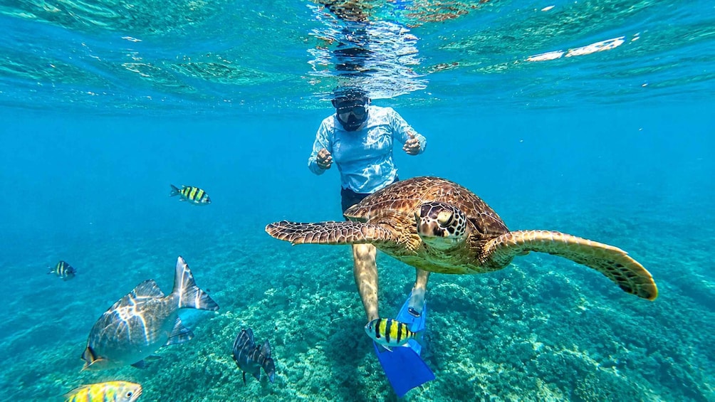 Picture 3 for Activity Mirissa: Snorkeling Turtle & Marine Life Briefing Session 3