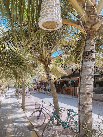 A street lined with palm trees and bicycles parked on the sidewalk. 2