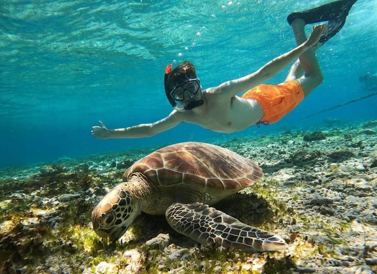 A diver swimming with a sea turtle underwater. 1