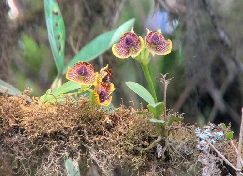 A plant with three flowers and mossy ground. 5