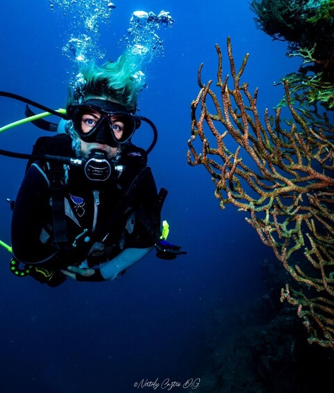 A diver with a scuba mask and fins, surrounded by underwater coral. 1