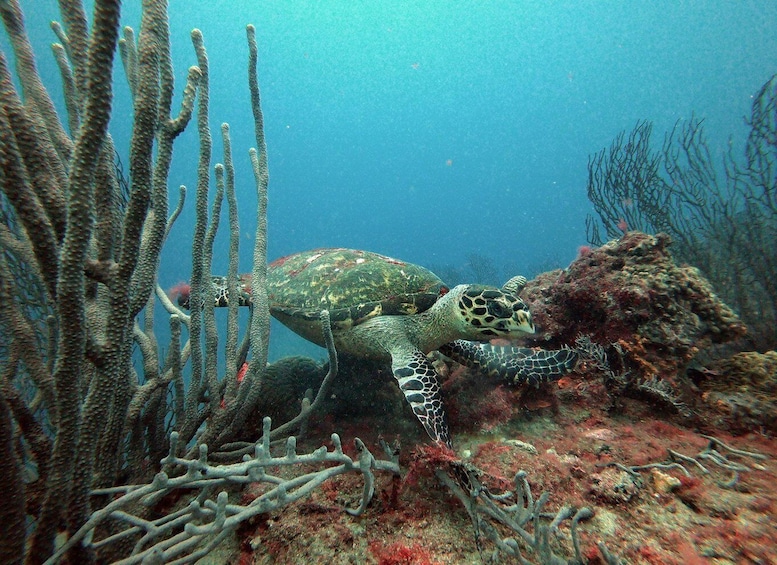A sea turtle swimming near coral reefs. 2