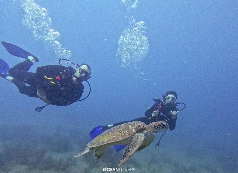Two scuba divers and a sea turtle underwater. 4